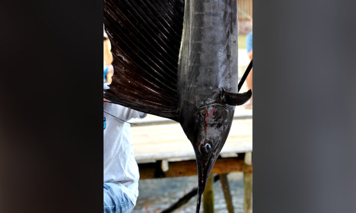 File photo of a sailfish. (Jay Directo/AFP via Getty Images)