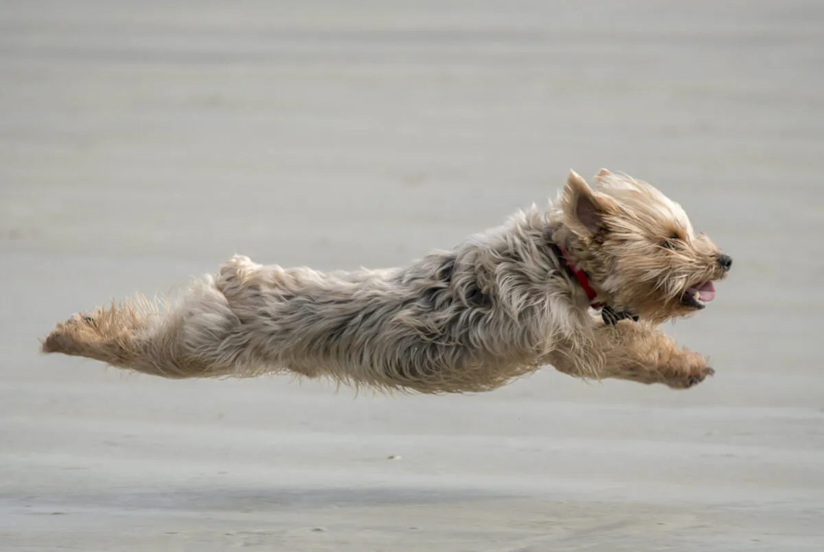 Many dog owners and their pets have already done the legwork to rank the best dog friendly beaches in the Palmetto State. (William Wise/Dreamstime/TNS)