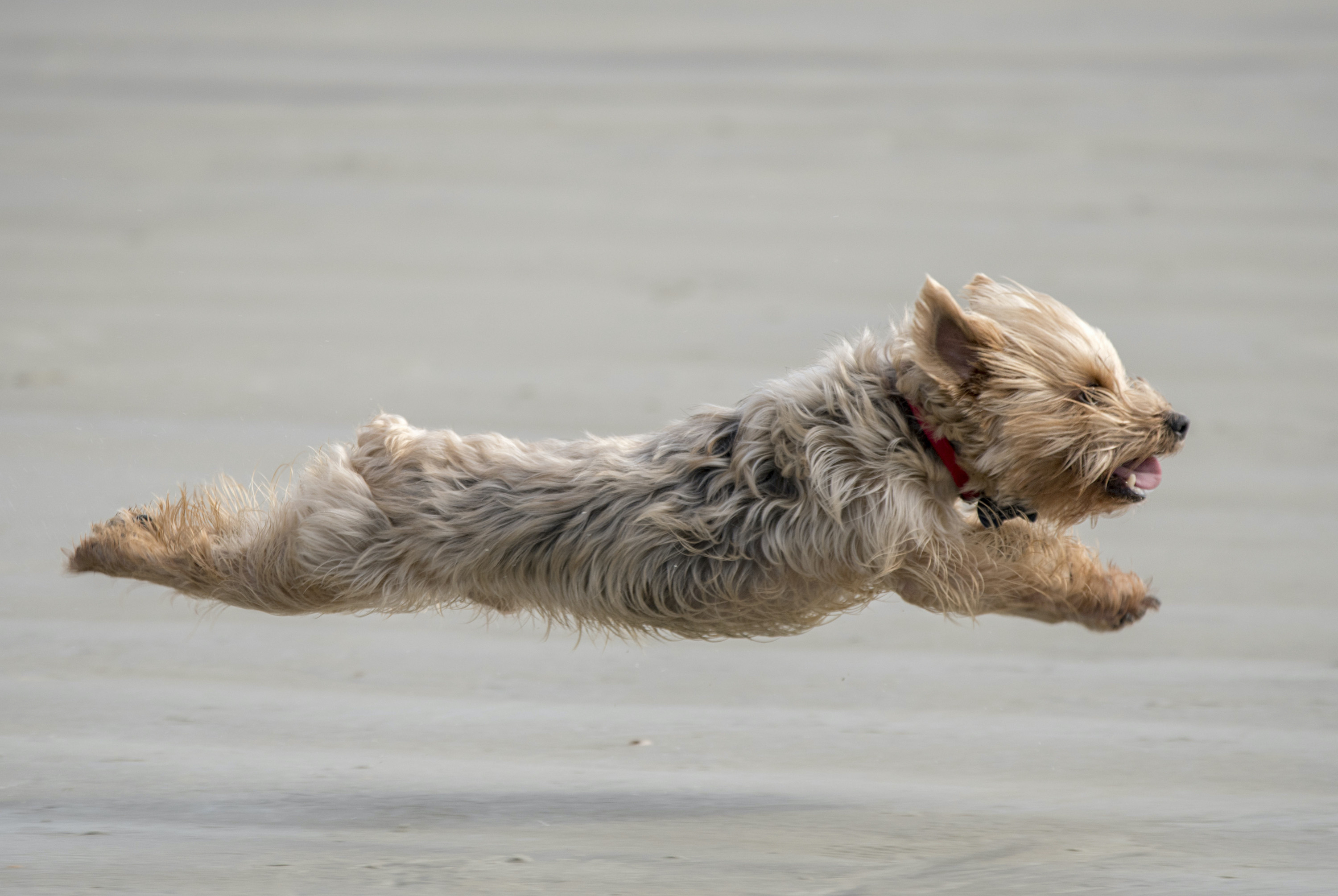 The Top 5 Dog Friendly Beaches in South Carolina. Take a Look - Vimarsana News