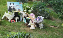 World’s Longest-Living Panda in Captivity Dies at 35 in Hong Kong