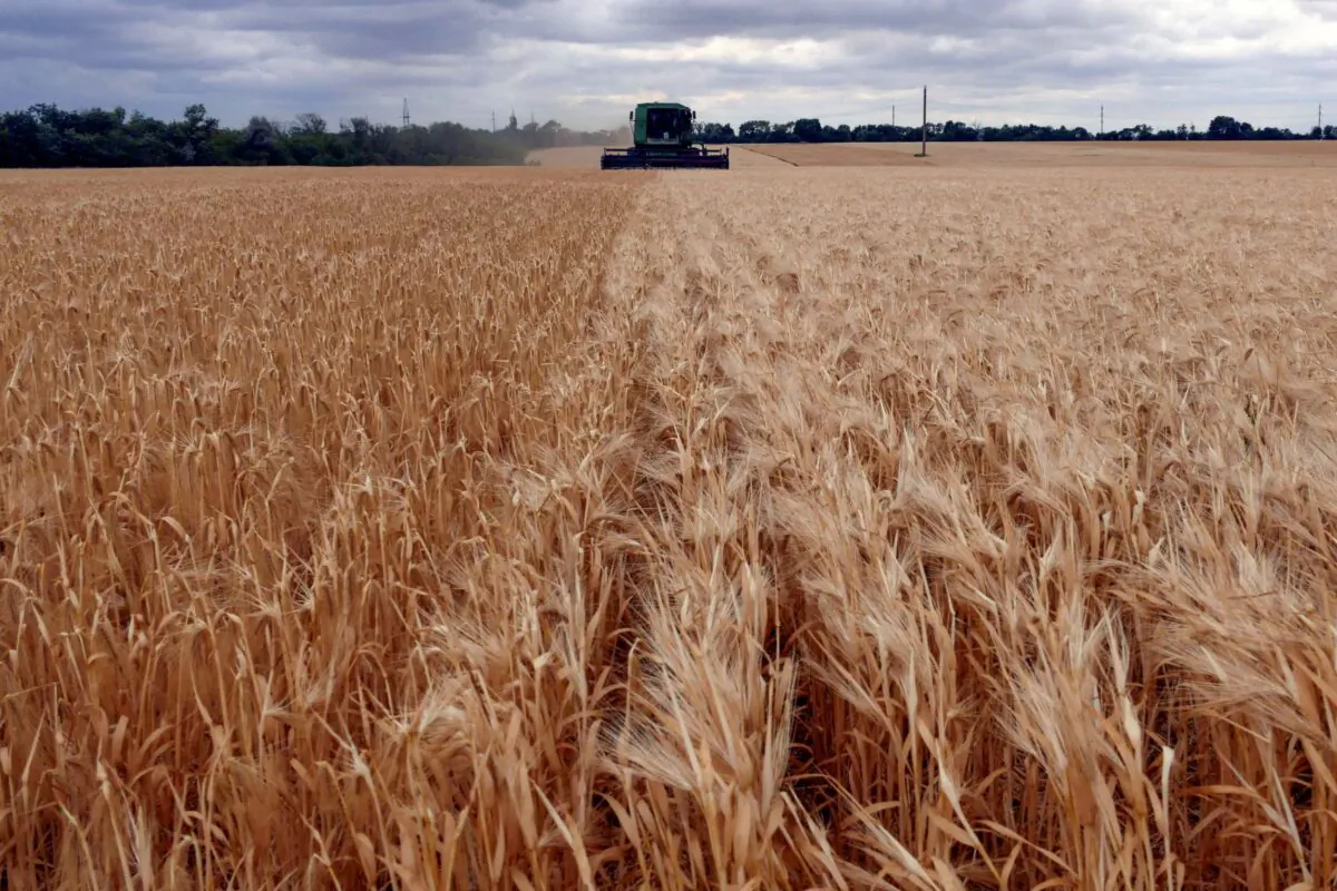 A combine harvests barley in a field in Odesa Region, Ukraine, on June 23, 2022. (Igor Tkachenko/Reuters)