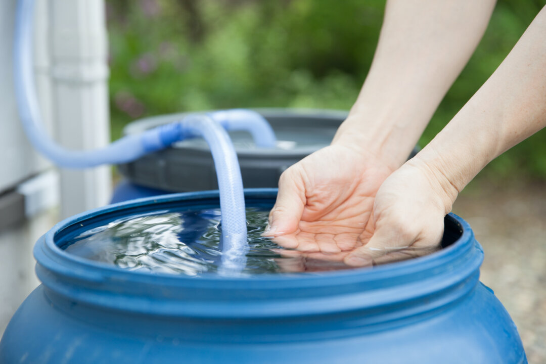 BlueBarrel founder Jesse Savou explains how to set up a gravity-fed drip irrigation system for your garden using several rain barrels. (Alexander Knyazhinsky/Shutterstock)