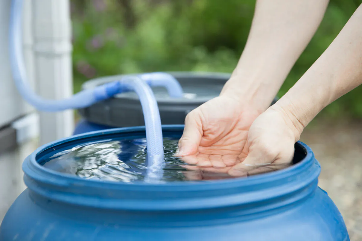 BlueBarrel founder Jesse Savou explains how to set up a gravity-fed drip irrigation system for your garden using several rain barrels. (Alexander Knyazhinsky/Shutterstock)