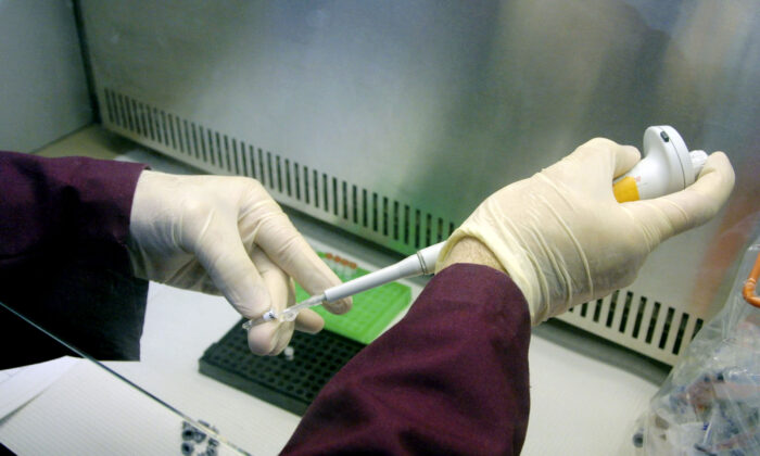 Un analyste médico-légal prépare des échantillons d'ADN à placer dans un analyseur génétique dans une photo d'archive. (Mario Villafuerte/Getty Images)