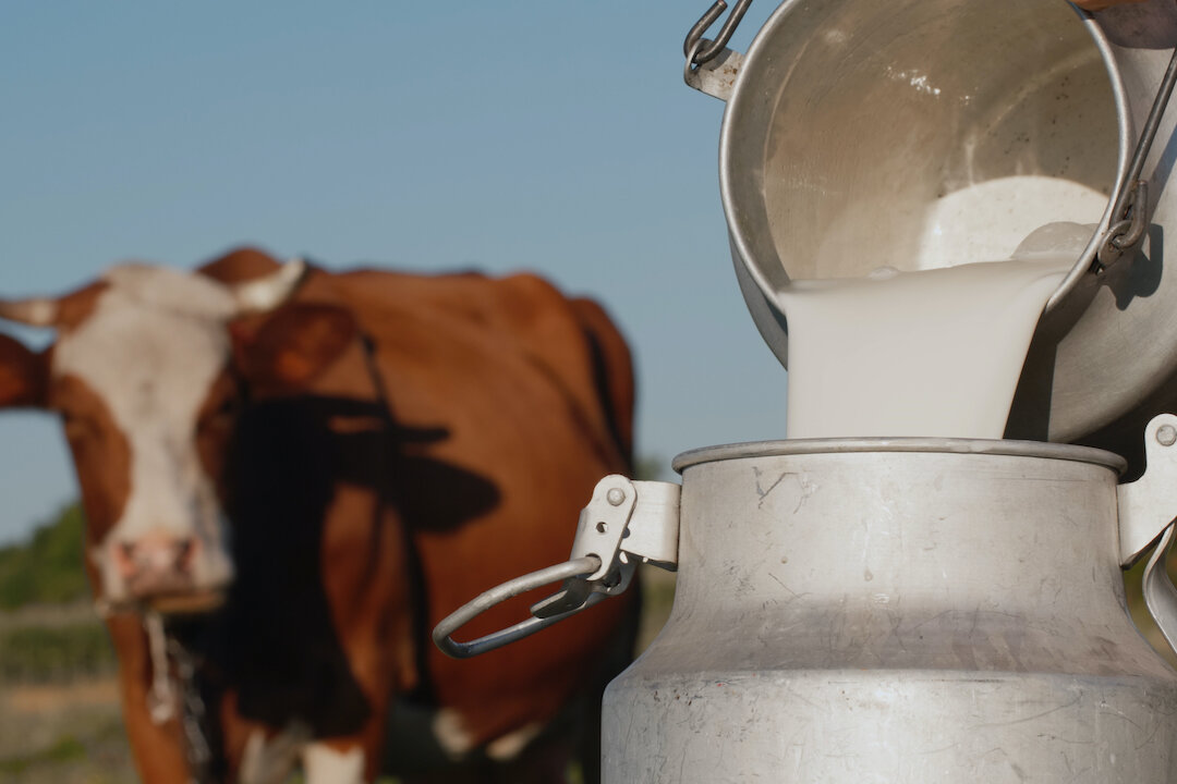 Different cows, different milk. Holstein cows produce more milk but of the inferior A1 casein variety. Older breeds, such as Jersey cows, produce A2 casein milk.(StockMediaSeller/Shutterstock)