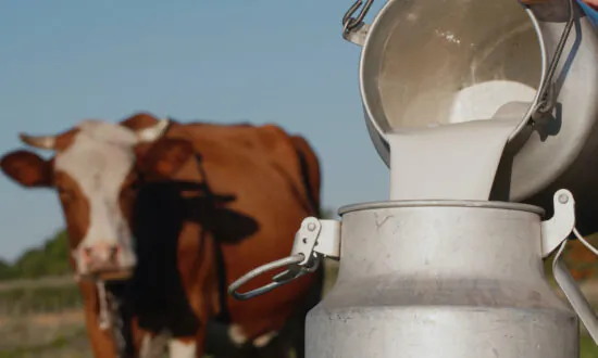 The Critical Differences Between A1 and A2 Milk