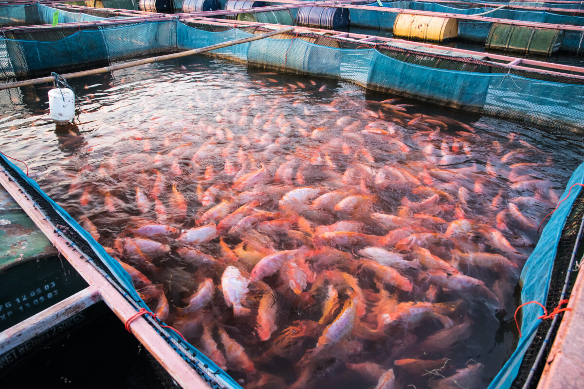While some small boutique fish farms offer a safe and nutritious food, many industrial-sized fish farms sell drugged up, diseased, over-stressed fish.(rherecoach/Shutterstock)
