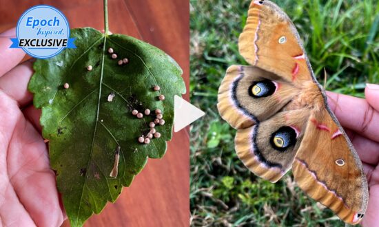 Giant Moth Befriends Woman and Entrusts Her With Unhatched Moth Babies