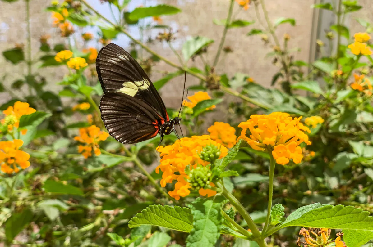 The Flight butterfly exhibit at the Santa Ana Zoo in Santa Ana, Calif., on July 21, 2022. (John Fredricks/The Epoch Times)