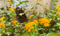 Butterflies Find a New Home in Santa Ana