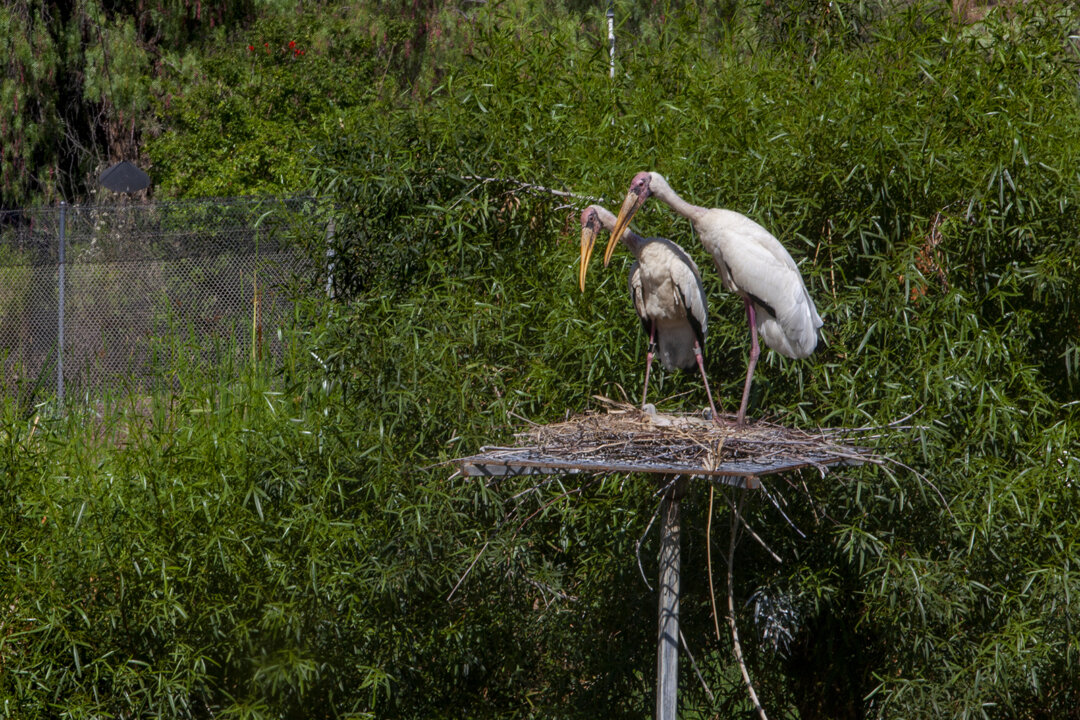 Milky storks tend to their newly hatched chicks at the San Diego Zoo Safari Park in San Diego in July 2021. (Brittany Cruz-Fejeran/San Diego Union-Tribune/TNS)