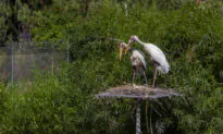 Safari Park Relocating Birds in Response to Avian Flu Outbreak