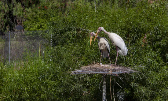 Safari Park Relocating Birds in Response to Avian Flu Outbreak