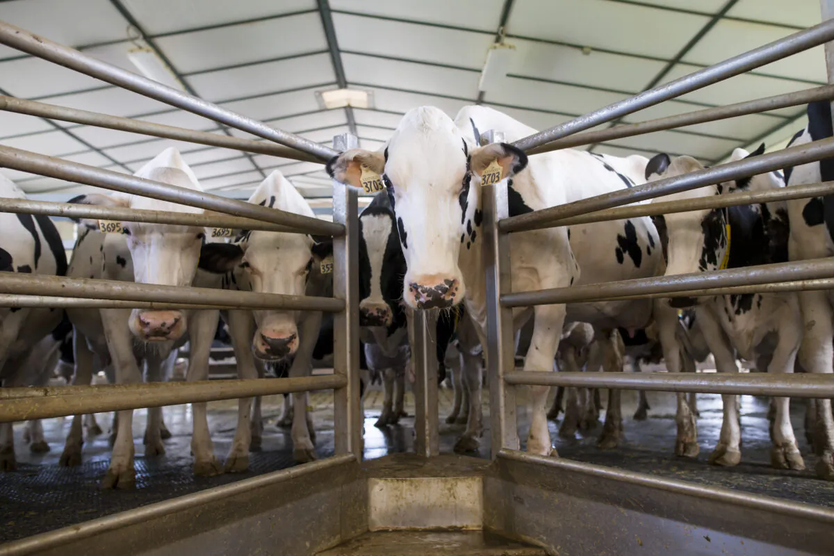 Dairy cows await their turn to be milked at Armstrong Manor Dairy Farm on Sept. 4, 2018 in Caledon, Canada. (Cole Burston/Getty Images)