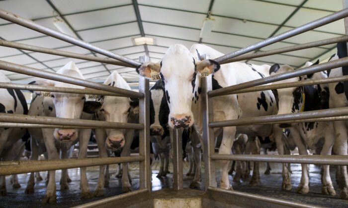 Dairy cows await their turn to be milked at Armstrong Manor Dairy Farm on September 4, 2018 in Caledon, Canada. (Cole Burston/Getty Images)