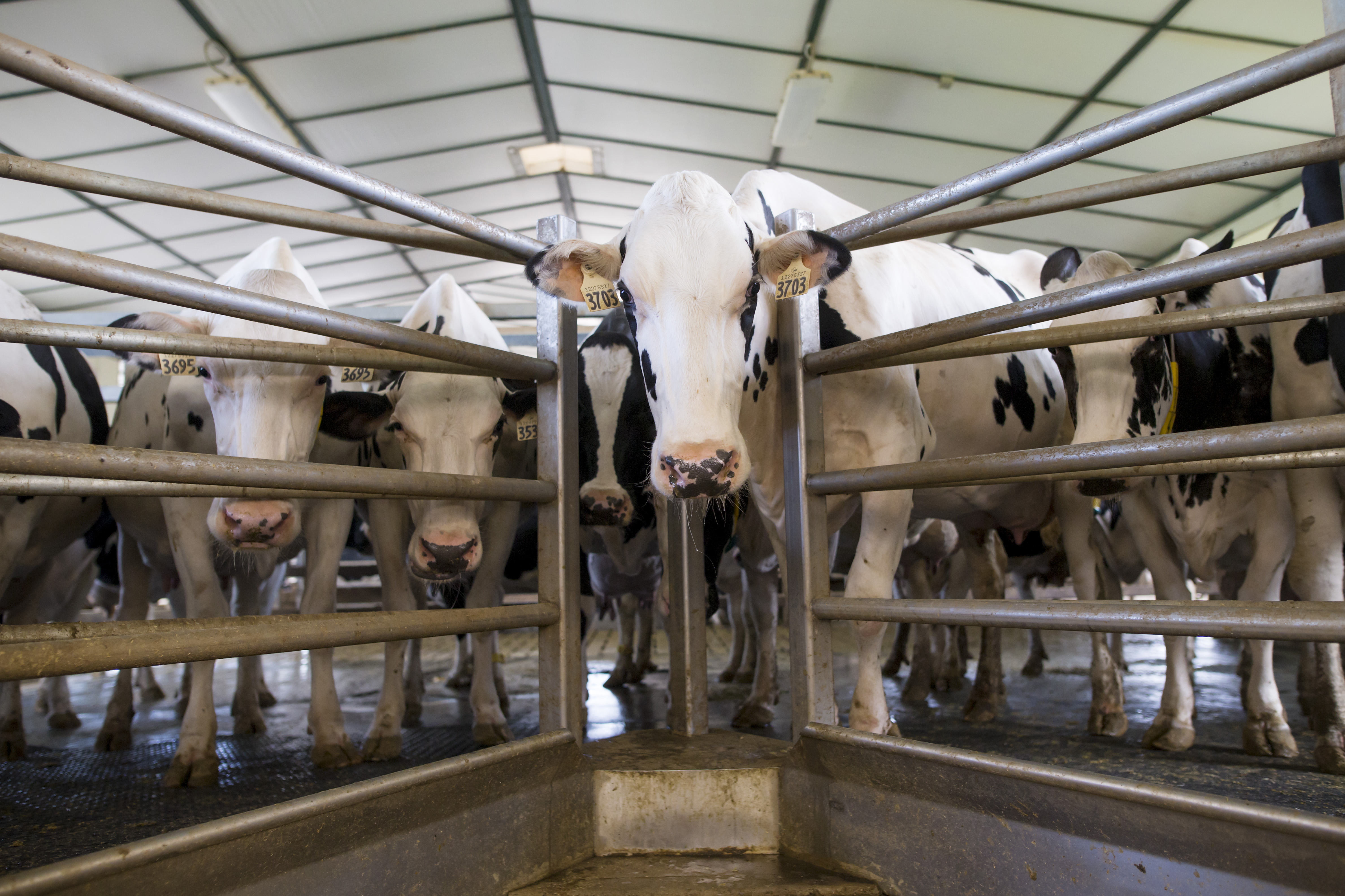 Canadian and Irish Farmers Warn New Emission Restrictions Will Affect Food Production - Vimarsana News
