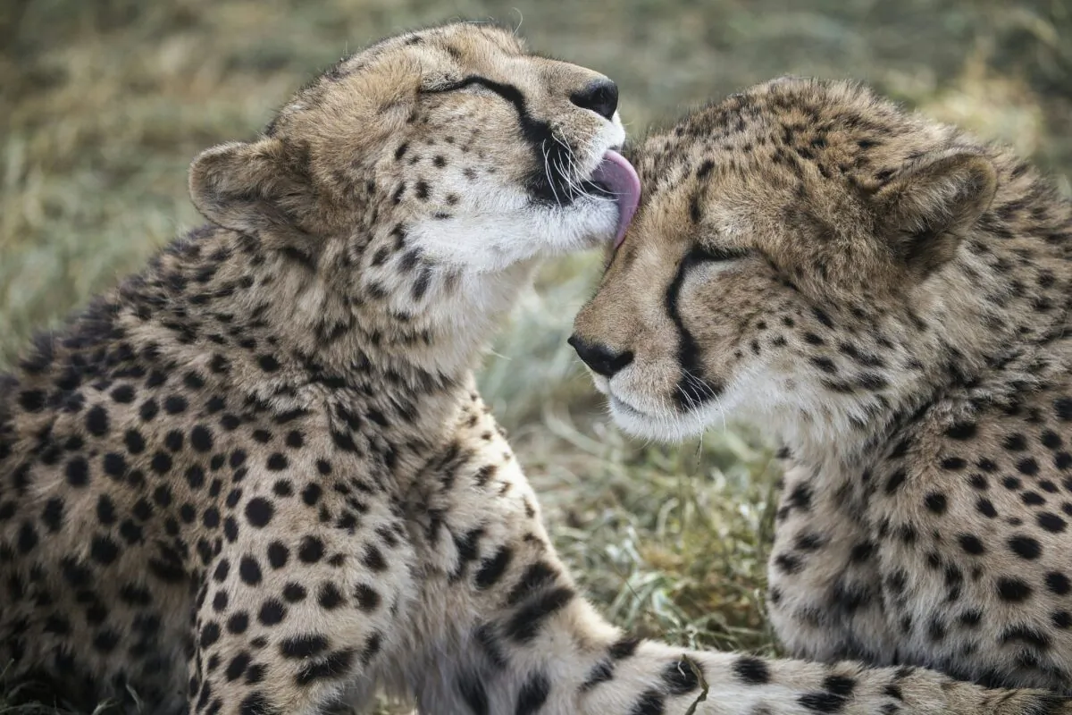 A captive cheetah licks her sibling in an enclosure at the Cheetah Conservation Fund in Otjiwarongo, Namibia, on Feb. 18, 2016. (GIANLUIGI GUERCIA/AFP via Getty Images)
