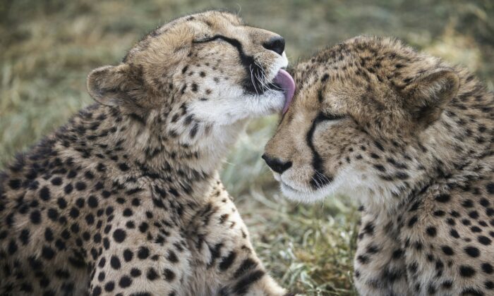 A captive cheetah licks her sibling in an enclosure at the Cheetah Conservation Fund in Otjiwarongo, Namibia, on Feb. 18, 2016. (GIANLUIGI GUERCIA/AFP via Getty Images)