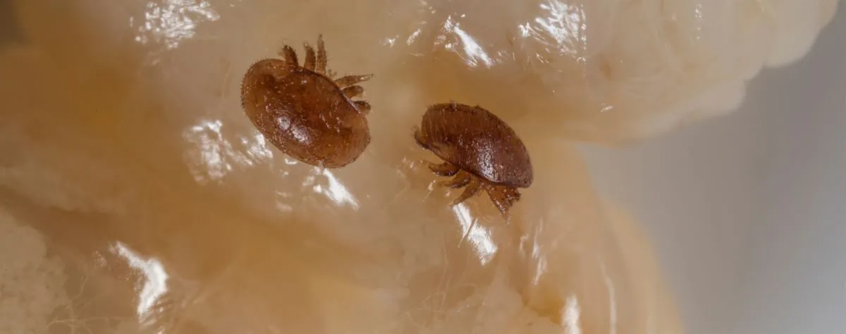 Varroa mite bee parasite. (Vera Kuttelvaserova/Adobe Stock)