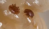 Properties Across 3 Aussie States Raided in Varroa Mite Probe