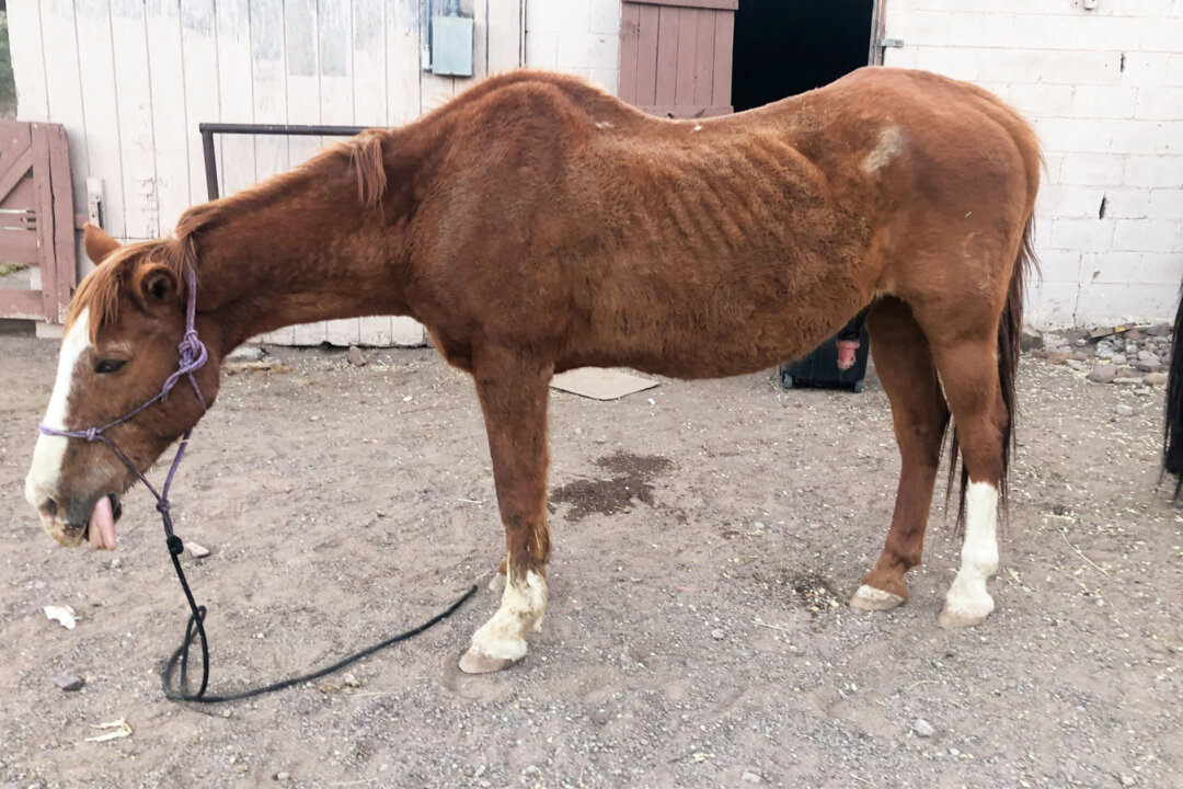 Aged Horse About to Be Sold to Butchers in Mexico Gets Rescued, Thrives With Loving Care