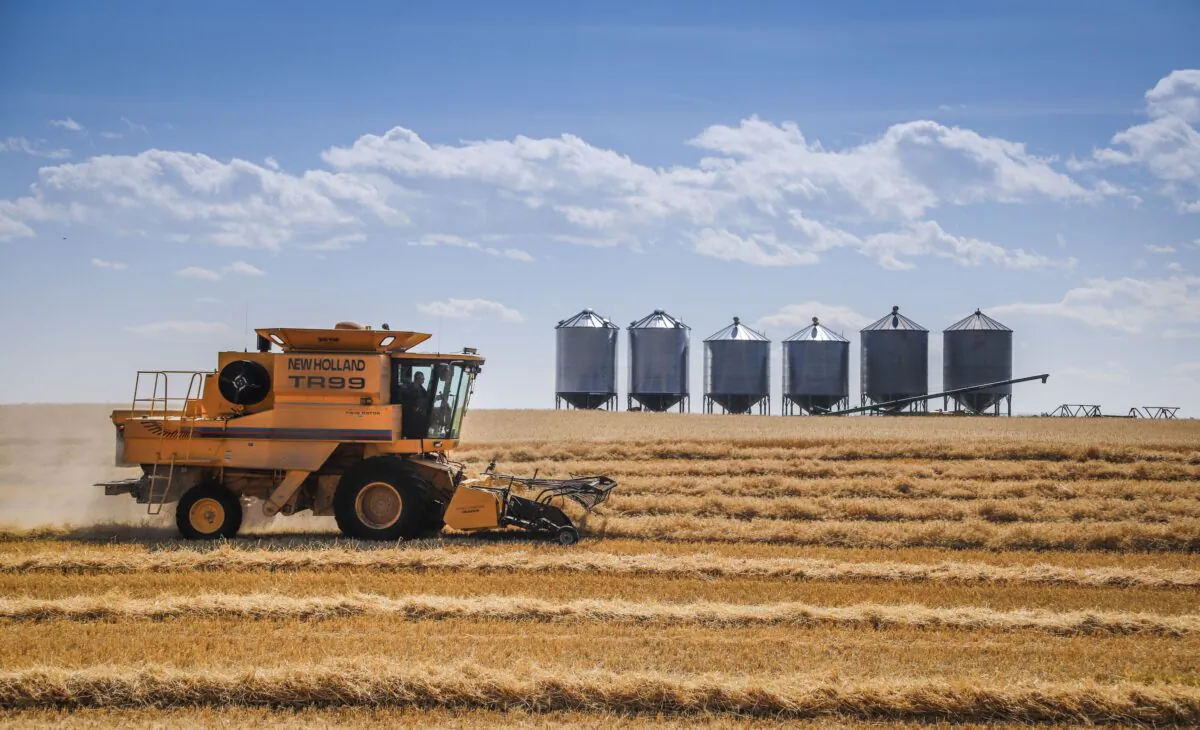 A farmer harvests a wheat crop near Cremona, Alta., on Sept. 9, 2021. (The Canadian Press/Jeff McIntosh)
