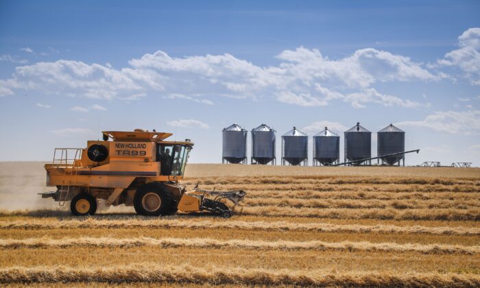 A farmer harvests a wheat crop near Cremona, Alta., on Sept. 9, 2021. (The Canadian Press/Jeff McIntosh)
