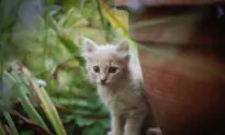 How Fostering Animals Benefits Kids