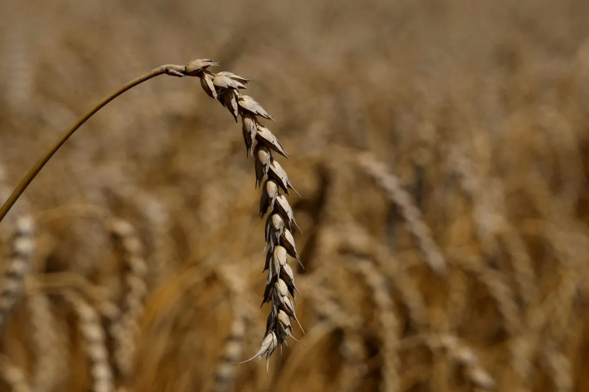 An ear of wheat is seen in a field in a file photo. (Valentyn Ogirenko/Reuters)