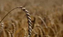 Environmental, Political Elites Are Destroying Food Production for ‘Climate’ Goals