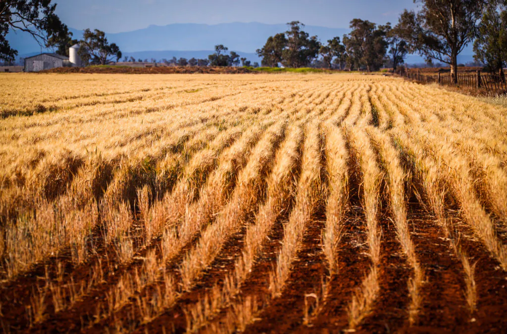 GUNNEDAH, AUSTRALIA - OCTOBER 3: A failed wheat crop can be seen in a paddock on farmer Trevor Knapman's property located on the outskirts of the north-western New South Wales town of Gunnedah October 3, 2019 in Australia. Lack of rain has forced wheat farmers in the Gunnedah region  to turn their failed wheat crops into hay, which they are selling to cattle and sheep farmers desperate to feed their remaining stock as the drought continues across New South Wales. The Bureau of Meteorology (BOM) has declared the ongoing drought across the Murray Darling Basin to be the worst on record, with current conditions now exceeding the Federation Drought (1895-1903), the WWII drought (1937-1947) and the Millennium drought (1997-2009). The Federal and NSW Governments announced a new drought emergency funding plan on  Oct. 13, with $1 billion to go to water infrastructure for rural and regional communities impacted by the devastating drought in NSW,  including a $650m upgrade of Wyangala Dam in the NSW central west and a $480m new Dungowan Dam near Tamworth. (Photo by David Gray/Getty Images)