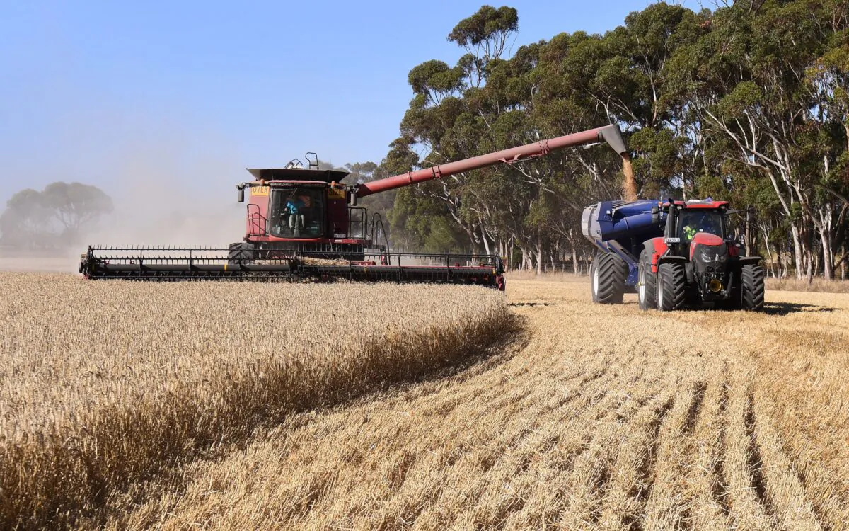 A field of wheat being harvested on a farm near Inverleigh, Australia, on Jan. 12, 2021. (William West/AFP via Getty Images)