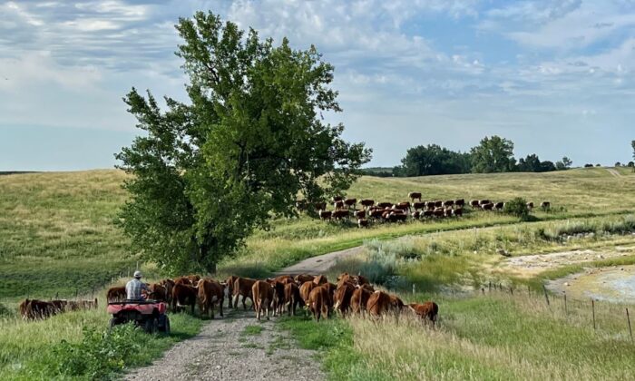 Miles Hoffman herds cattle on the Hoffman Hereford Ranch near Leola, S.D. (Courtesy Colin Hoffman)  