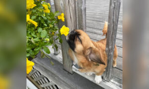 Sweet Little Dog Stops and Sniffs Every Flower He Comes Across