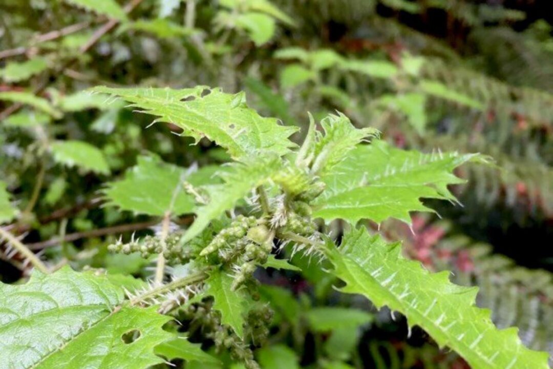 A New Zealand stinging tree called "ongaonga" has shed light on potential new pain treatments. (Image supplied by Dr Sam Robinson)