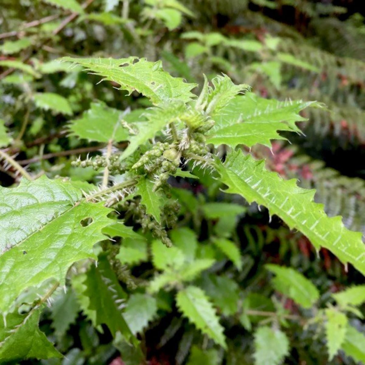 A New Zealand stinging tree called "ongaonga" has shed light on potential new pain treatments. (Image supplied by Dr Sam Robinson)