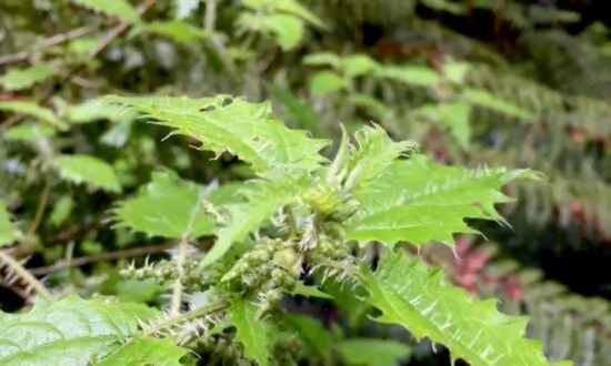 Pacific Stinging Trees Pave the Way for New Pain Treatments