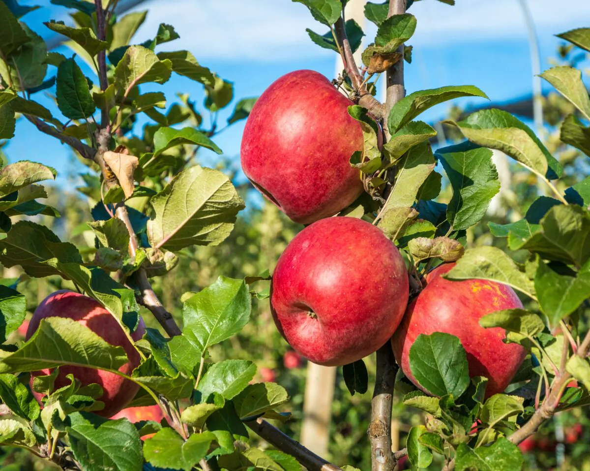 There are at least six different apple varieties that can be sold under the Pink Lady trademark if they meet the standard, including Cripps Pink, Barnsby, Lady in Red, Maslin, Rosy Glow and Ruby Pink.
(lorenza62/Shutterstock)