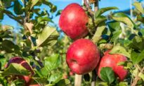 Pink Lady Apples