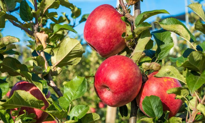 https://img.theepochtimes.com/assets/uploads/2022/07/27/pink-lady-apples-on-a-tree-700x420.jpg