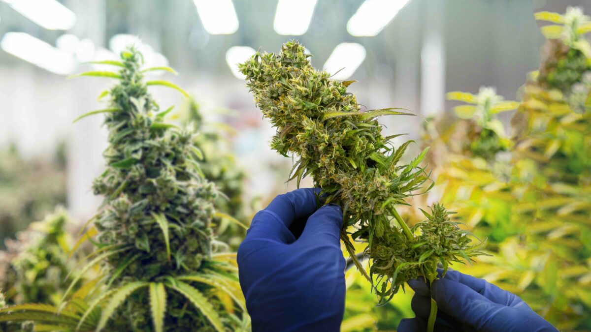 Study Links Heavy Cannabis Use to Schizophrenia in Young Men