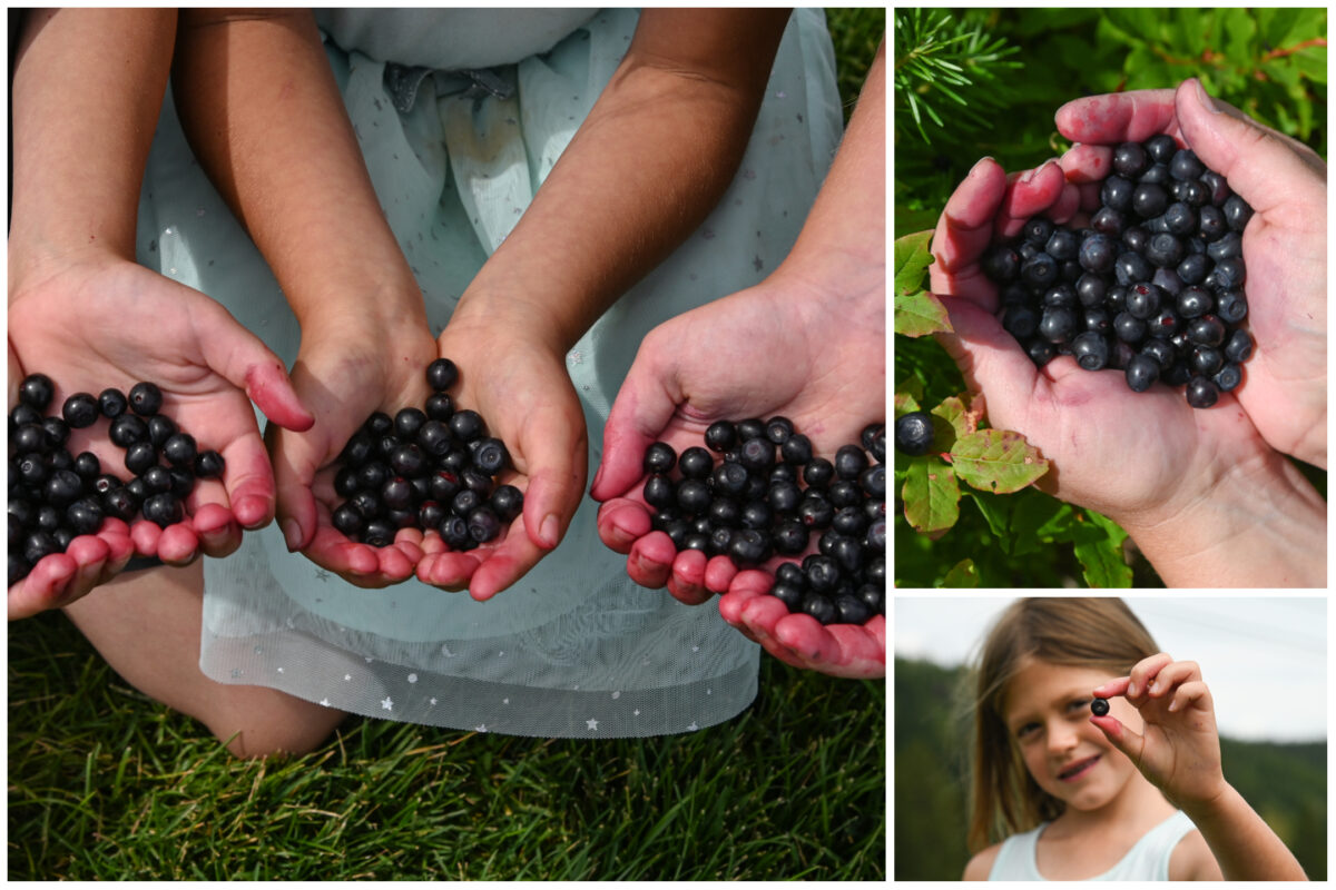 The tiny, dark-blue berry is beloved throughout its home region. (Courtesy of Schweitzer Mountain Resort)