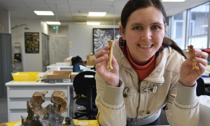 Ellen Mather holding the lower leg bone of an African vulture and the fossilised bone of the ancient Australian vulture at Flinders Paleontology Lab, Flinders University, Adelaide, Australia. (Image supplied by Flinders University)