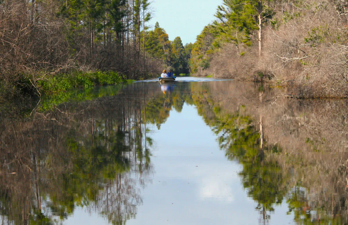 The tannin-stained water of the Okefenokee is dark and reflective and is coffee-colored because of decaying vegetation. The swamp, on the border of Georgia and Florida with most of its 700 square miles in Georgia, is the largest blackwater swamp in the U.S. (Mary Ann Anderson/TNS)