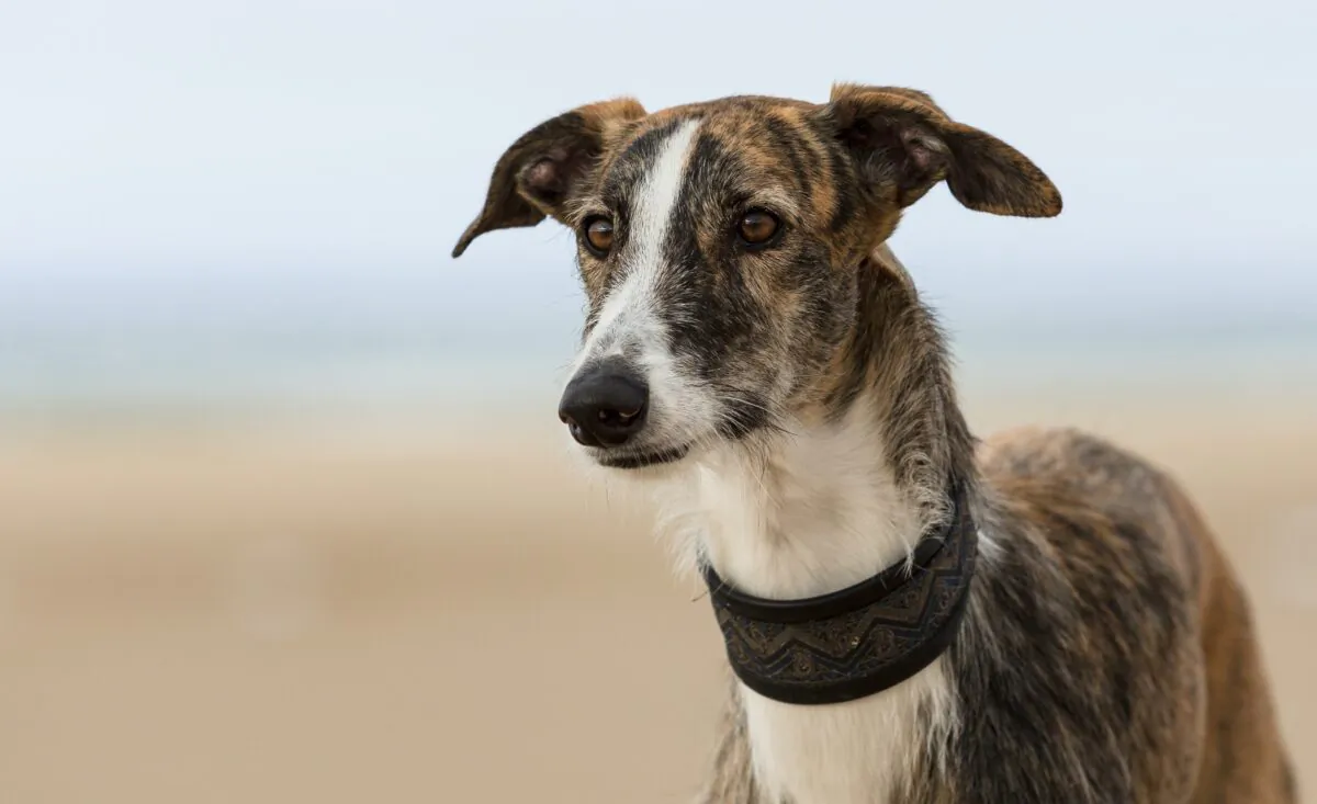 Let your dog have fun in the sun but make sure they don't get sunburned. (Irma07/Shutterstock)