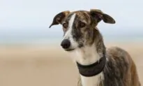 Excessive Sun Exposure Causes Sunburn and Skin Cancer in Dogs