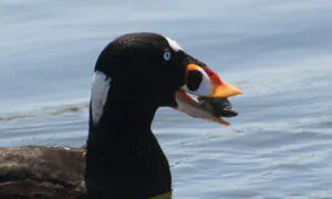 Californians Warned of Paralytic Poison Risk from Mussels Gathered on Coast