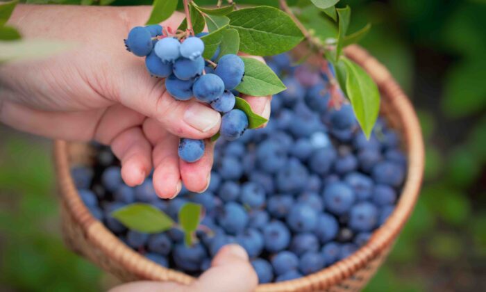 AHA News: Fresh or Frozen, Wild or Cultivated? What to Know About Blueberries and Health