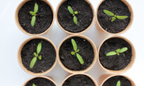 Superior Sprouting: Seed Germination Essentials, Tips, and Tricks