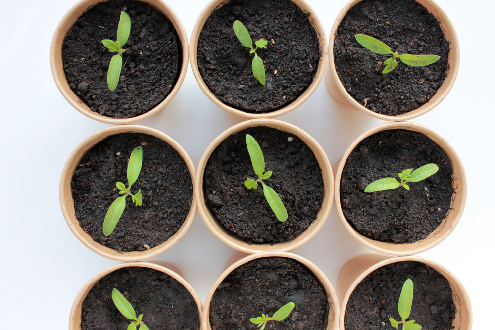 Get a jump on the growing season by starting your seeds indoors. (Juver/Shutterstock)